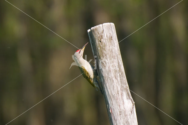 Grijskopspecht (Picus canus)