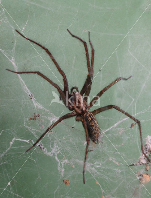 Grijze huisspin (Tegenaria domestica)