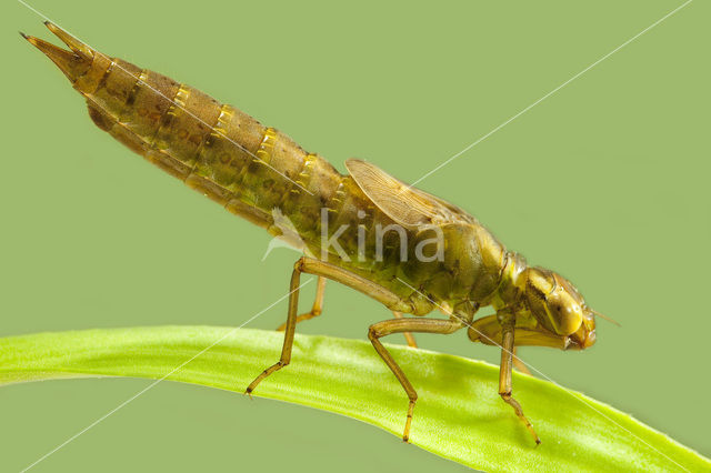 Groene glazenmaker (Aeshna viridis)