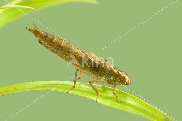 Groene glazenmaker (Aeshna viridis)