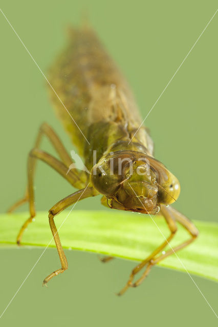 Groene glazenmaker (Aeshna viridis)