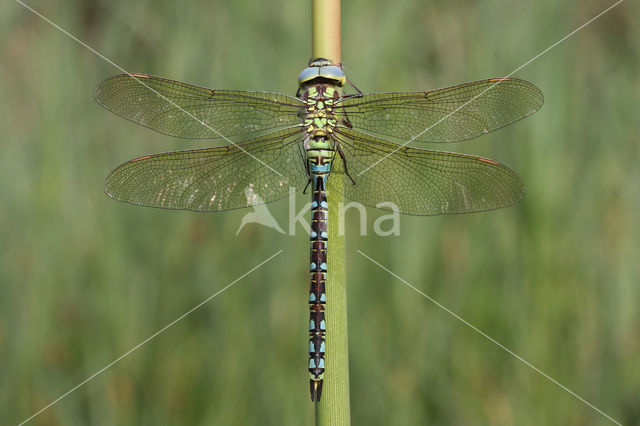 Groene glazenmaker (Aeshna viridis)