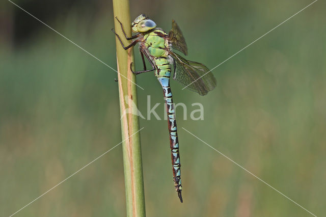 Groene glazenmaker (Aeshna viridis)