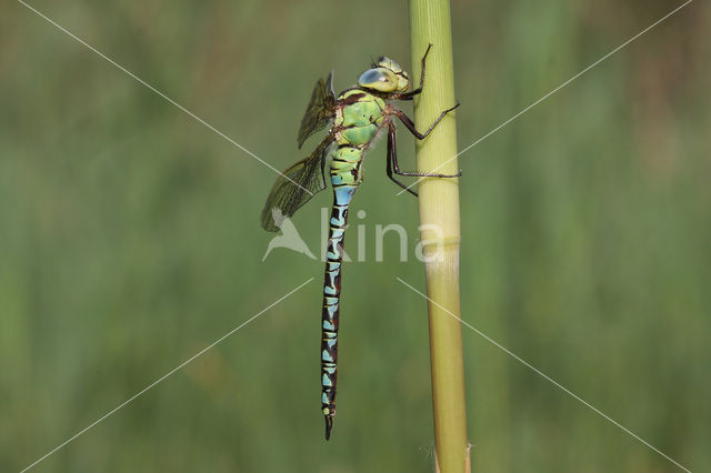 Groene glazenmaker (Aeshna viridis)