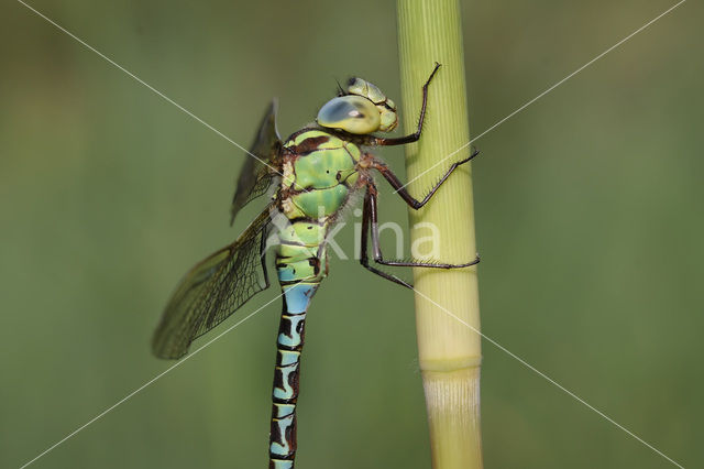 Groene glazenmaker (Aeshna viridis)