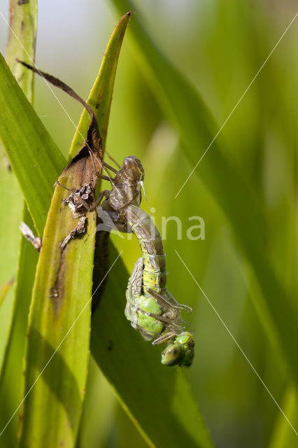 Groene glazenmaker (Aeshna viridis)