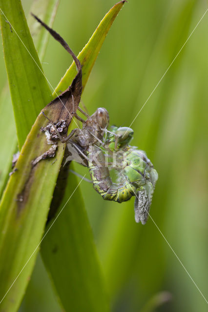 Groene glazenmaker (Aeshna viridis)