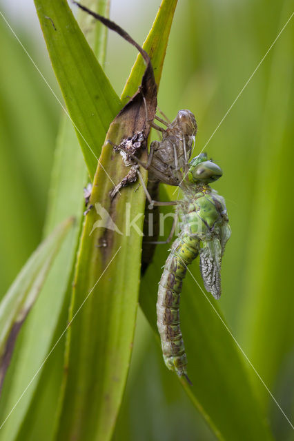 Groene glazenmaker (Aeshna viridis)