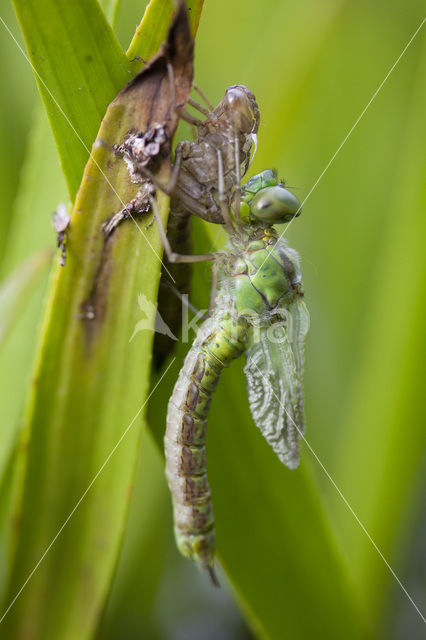 Groene glazenmaker (Aeshna viridis)