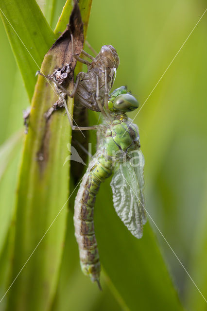 Groene glazenmaker (Aeshna viridis)