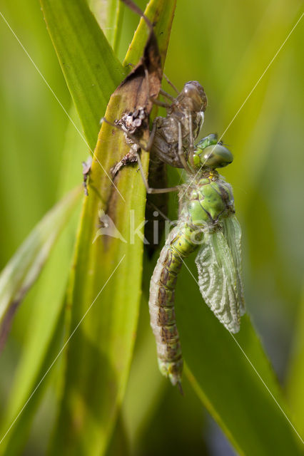 Groene glazenmaker (Aeshna viridis)