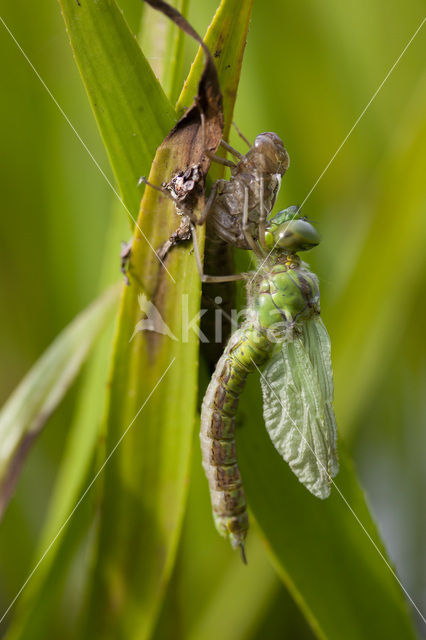 Groene glazenmaker (Aeshna viridis)