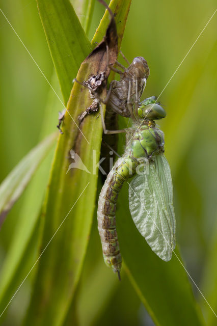 Groene glazenmaker (Aeshna viridis)