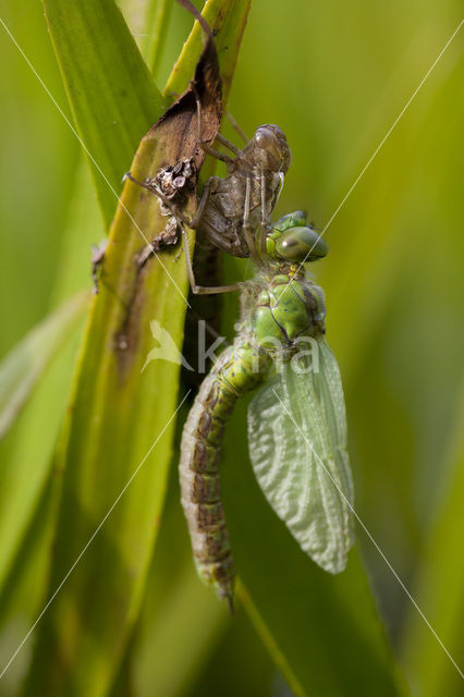 Groene glazenmaker (Aeshna viridis)