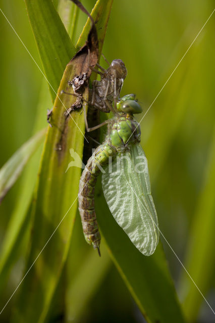 Groene glazenmaker (Aeshna viridis)