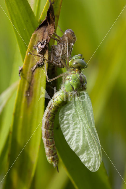 Groene glazenmaker (Aeshna viridis)