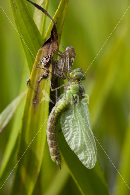 Groene glazenmaker (Aeshna viridis)