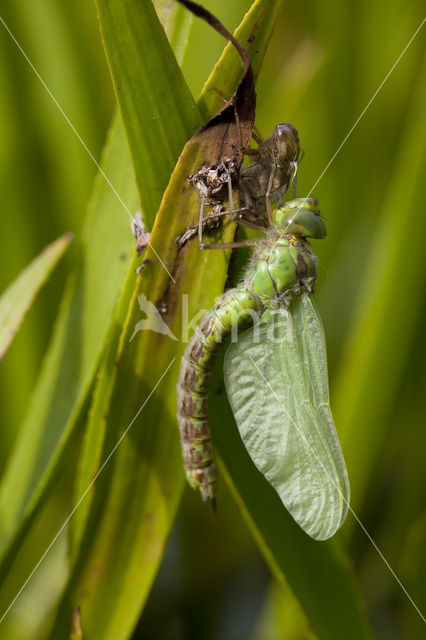 Groene glazenmaker (Aeshna viridis)