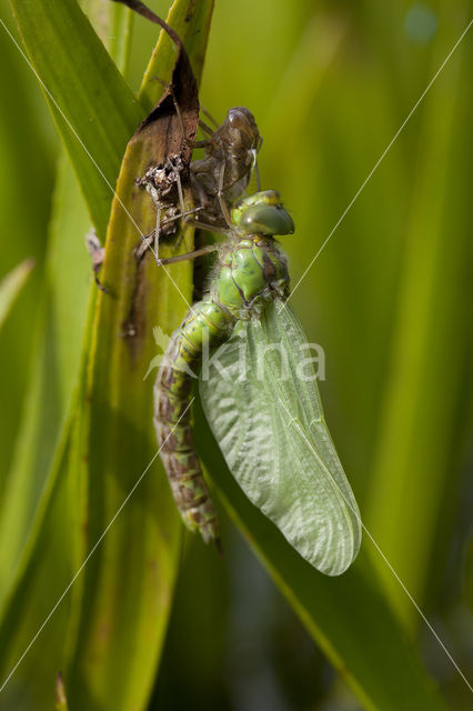 Groene glazenmaker (Aeshna viridis)