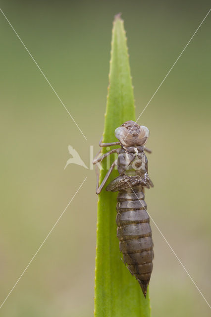 Groene glazenmaker (Aeshna viridis)