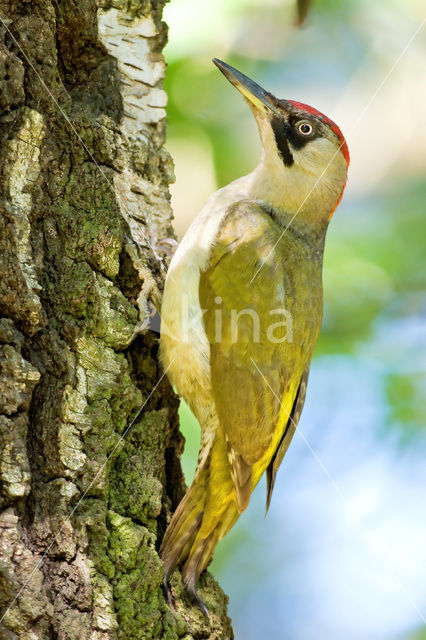 Groene Specht (Picus viridis)