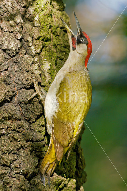 Groene Specht (Picus viridis)