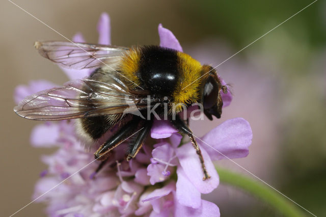 Grote fophommel (Arctophila bombiformis)