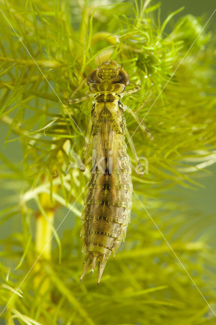 Grote keizerlibel (Anax imperator)