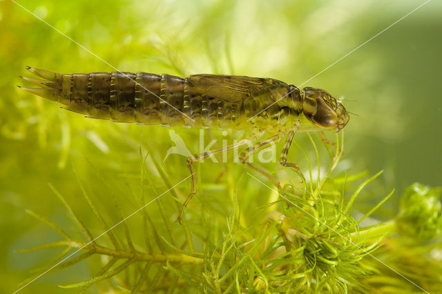 Emperor Dragonfly (Anax imperator)