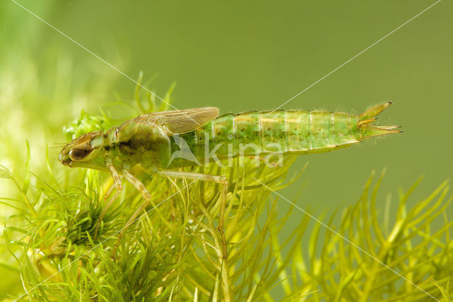 Grote keizerlibel (Anax imperator)