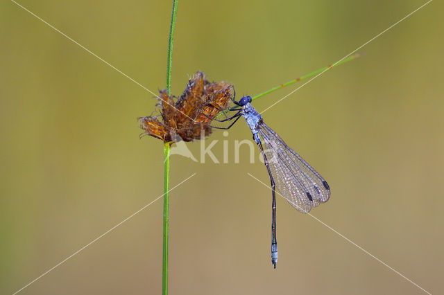 Grote pantserjuffer (Lestes macrostigma)