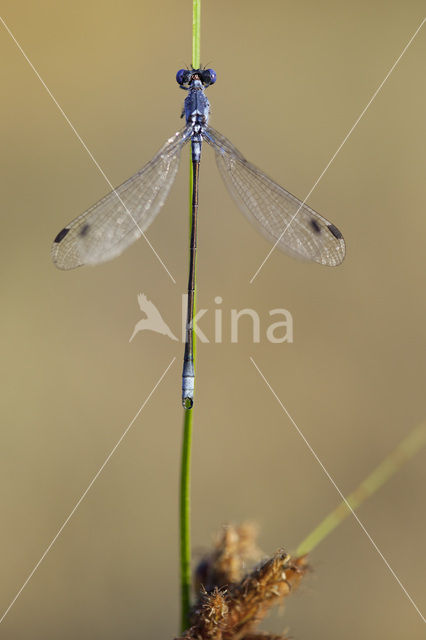 Dark Spreadwing (Lestes macrostigma)