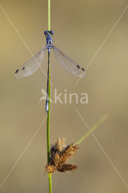 Grote pantserjuffer (Lestes macrostigma)