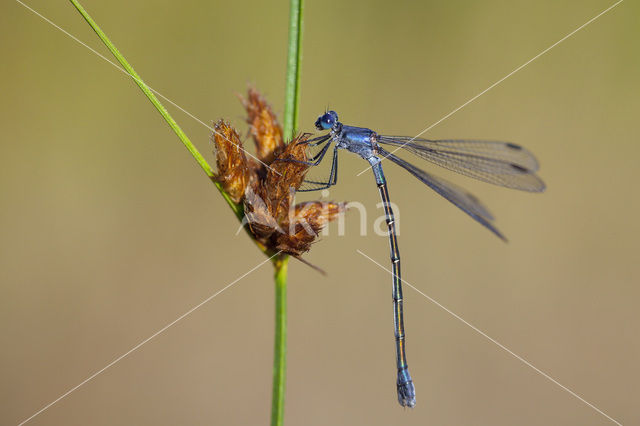 Grote pantserjuffer (Lestes macrostigma)