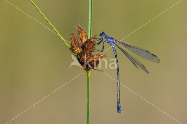 Dark Spreadwing (Lestes macrostigma)