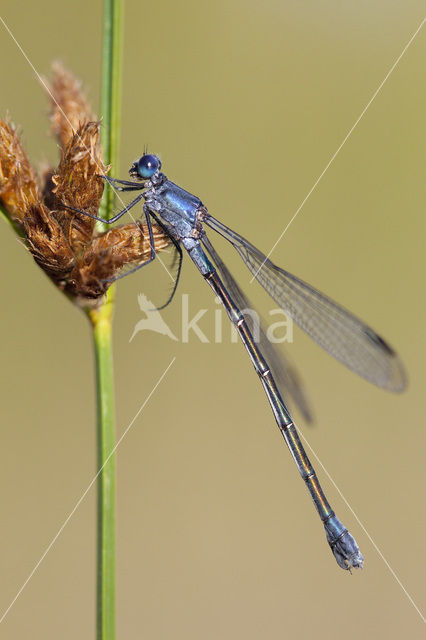 Grote pantserjuffer (Lestes macrostigma)