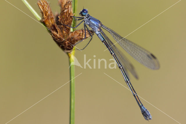 Grote pantserjuffer (Lestes macrostigma)