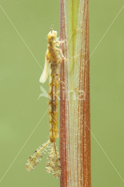 Grote roodoogjuffer (Erythromma najas)