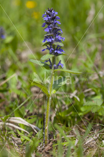 Harig zenegroen (Ajuga genevensis)