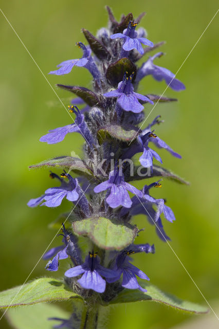 Harig zenegroen (Ajuga genevensis)