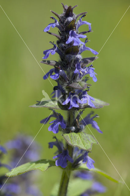 Harig zenegroen (Ajuga genevensis)