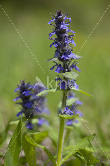 Harig zenegroen (Ajuga genevensis)