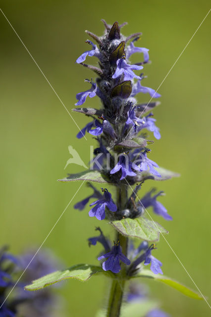 Harig zenegroen (Ajuga genevensis)