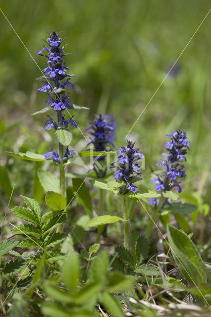 Harig zenegroen (Ajuga genevensis)