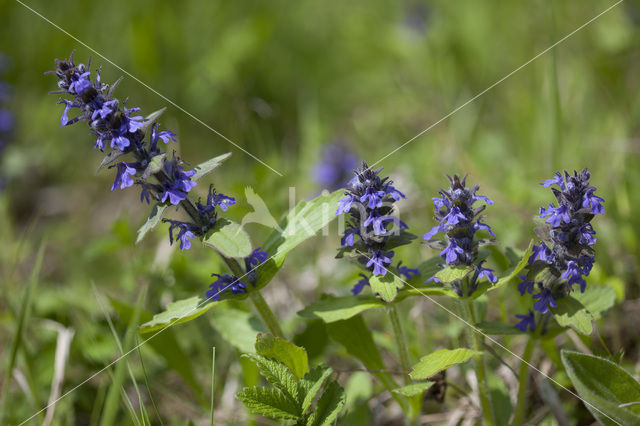 Harig zenegroen (Ajuga genevensis)