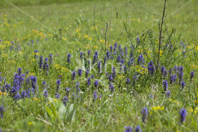 Harig zenegroen (Ajuga genevensis)