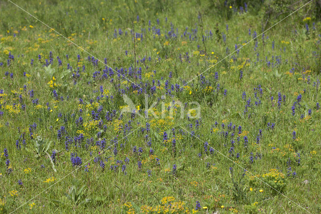 Harig zenegroen (Ajuga genevensis)