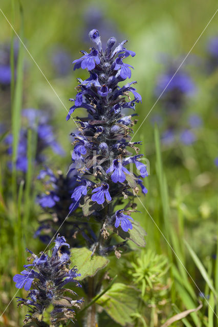 Harig zenegroen (Ajuga genevensis)