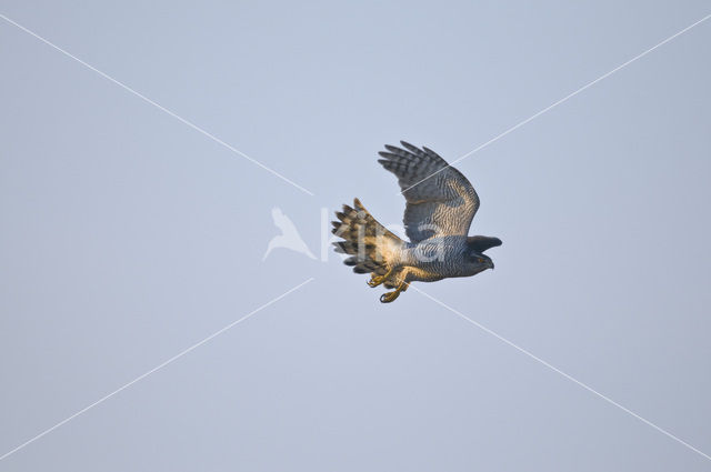 Havik (Accipiter gentilis)