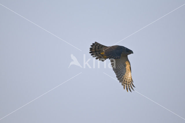 Havik (Accipiter gentilis)